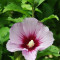 HIBISCUS, TRANDAFIR CHINEZESC - Hibiscus syriacus &amp;ndash; 6 lei