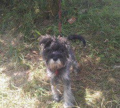 vand femela schnauzer pitic sare si piper 4 luni foto