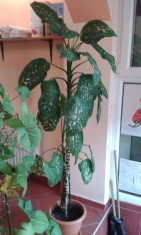 Ficus,Dieffenbachia foto