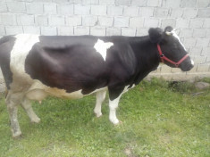 Vaca Holstein foto