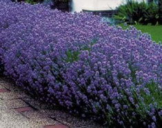 Vand Lavanda Angustifolia &amp;quot;Common English&amp;quot;- 5.000 seminte foto