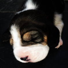 Pui beagle tricolor foto