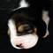 Pui beagle tricolor