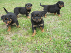 Pui rottweiler foto