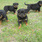 Pui rottweiler