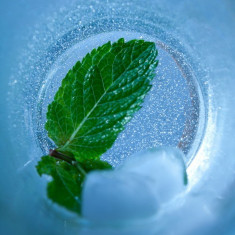 Ice Mint | Feellife foto