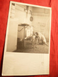 Fotografie- Carte Postala - Caini in bucatarie , circ. 1941
