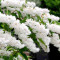 DEUTIA - Deutzia scabra - 7 lei