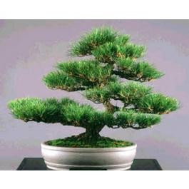 PIN NEGRU JAPONEZ - Pinus thunbergii - bun pentru BONSAI - 15 lei | arhiva  Okazii.ro