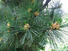 PIN MACEDONEAN - Pinus peuce - 15 lei foto