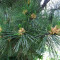 PIN MACEDONEAN - Pinus peuce - 15 lei