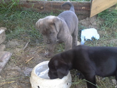 VAND PUI CANE CORSO foto