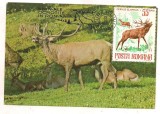 Ilustrata maxima-ANIMALE OCROTITE IN ROMANIA-Cerb-Cervus elaphus, Romania de la 1950, Natura