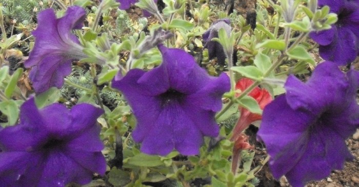 Petunie mare albastru-inchis (Petunia Grandiflora) (30 seminte) foto mare Petunie mare albastru-inchis (Petunia Grandiflora) (30 seminte) foto mare