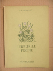 IERBURILE PERENE V.Mosolov lucerna foto