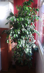 FICUS BENJAMINA 2,5 M foto