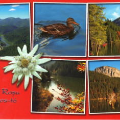 Carte Postala HG016 Lacul Rosu si Cheile Bicazului