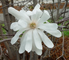 MAGNOLIE STELATA - Magnolia stellata - 24 lei foto