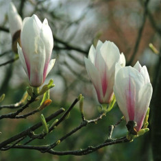 MAGNOLIA SUPERBA - Magnolia soulangeana &amp;amp;bdquo;Superba&amp;amp;rdquo; - 24 lei foto