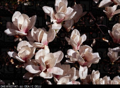 MAGNOLIA SPECIOSA - Magnolia soulangeana Speciosa - 30 lei foto