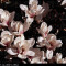 MAGNOLIA SPECIOSA - Magnolia soulangeana Speciosa - 30 lei