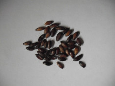 Dracila (Berberis vulgaris) (10 seminte) foto