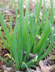 BULBILI (ARPAGIC) DE CEAPA EGIPTEANA PERENA UMBLATOARE 500 GRAME foto