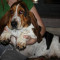 Basset Hound foarte dragalas si jucaus, super pret