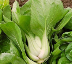 Seminte Varza &amp;quot; Pak Choi &amp;quot; - cu tulpina alba foto