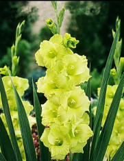 Bulbi Gladiole Green Star foto