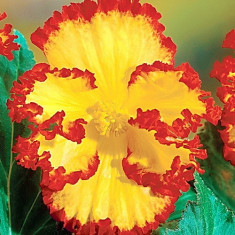 Bulbi Begonia Crispa Marginata Yellow foto