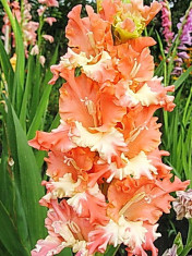 Bulbi Gladiole Frizzled Coral Lace foto