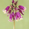 Bulbi Dichelostemma Pink Diamond