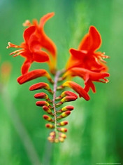 Bulbi Crocosmia Lucifer foto