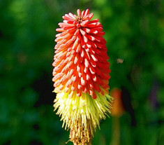 Bulbi Kniphofia Uvaria (Crin Faclie) foto