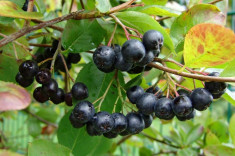 Aronia melanocarpa - aronia - arbust fructifer foto