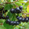 Aronia melanocarpa - aronia - arbust fructifer
