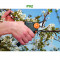 Foarfeca Fiskars PowerGear P92, foarfeca gradina , vie, pomi fructiferi