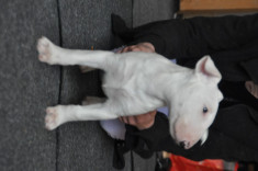 vind femela bull terrier foto