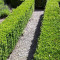 Vand buxus pentru gard viu