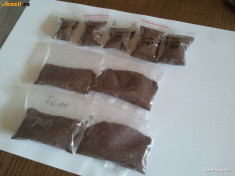 Seminte tutun Burley / Virginia - 15 grame - selectionate, calitate foarte buna foto