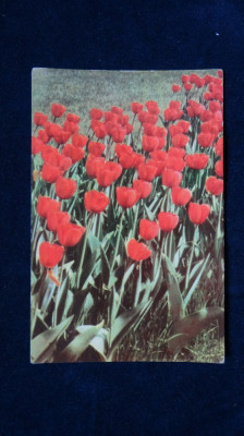 RPR - Intreg postal - Flori - 40 bani Flori color foto