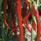 Seminte Chili Cayenne long