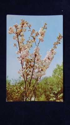 RPR - Intreg postal - Flori - 40 bani Flori color foto