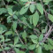 Seminte Coriandru Bolivian - frunze foarte aromate