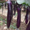 Seminte vinete &quot; Long Purple &quot;