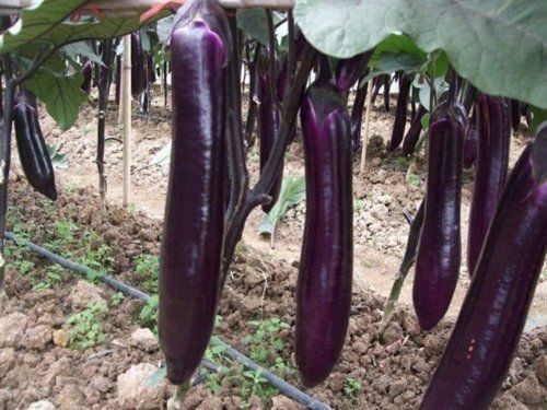 Seminte vinete " Long Purple " - soi italian foto mare Seminte vinete " Long Purple " - soi italian foto mare