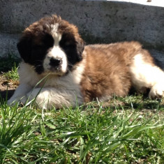 Catei Saint Bernard foto