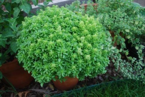 Seminte busuioc de ghiveci " Spicy Globe Bush " foto mare Seminte busuioc de ghiveci " Spicy Globe Bush " foto mare