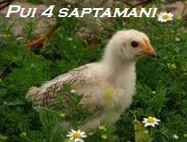 Pui de gaina de carne sau pui rasa mixta 4-6 saptamani 7.90 lei. Puii sunt vaccinati ( 2 vaccinuri contra pestei aviare si 1 vaccin contra borsitei). foto